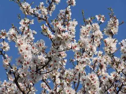 Il Molise e i mandorli in fiore - Foto Aloia