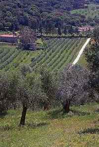 Olivi a Castagneto Carducci