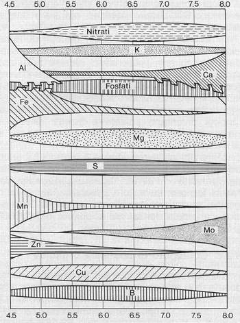 AssimilabilitÃ  di alcuni elementi minerali in funzione del pH. PiÃ¹ larga Ã¨ la banda maggiore Ã¨ l'assimilabilitÃ . (da Fondamenti di agronomia generale del prof. Bonciarelli)