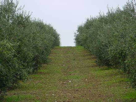 Olivi della famiglia Librandi