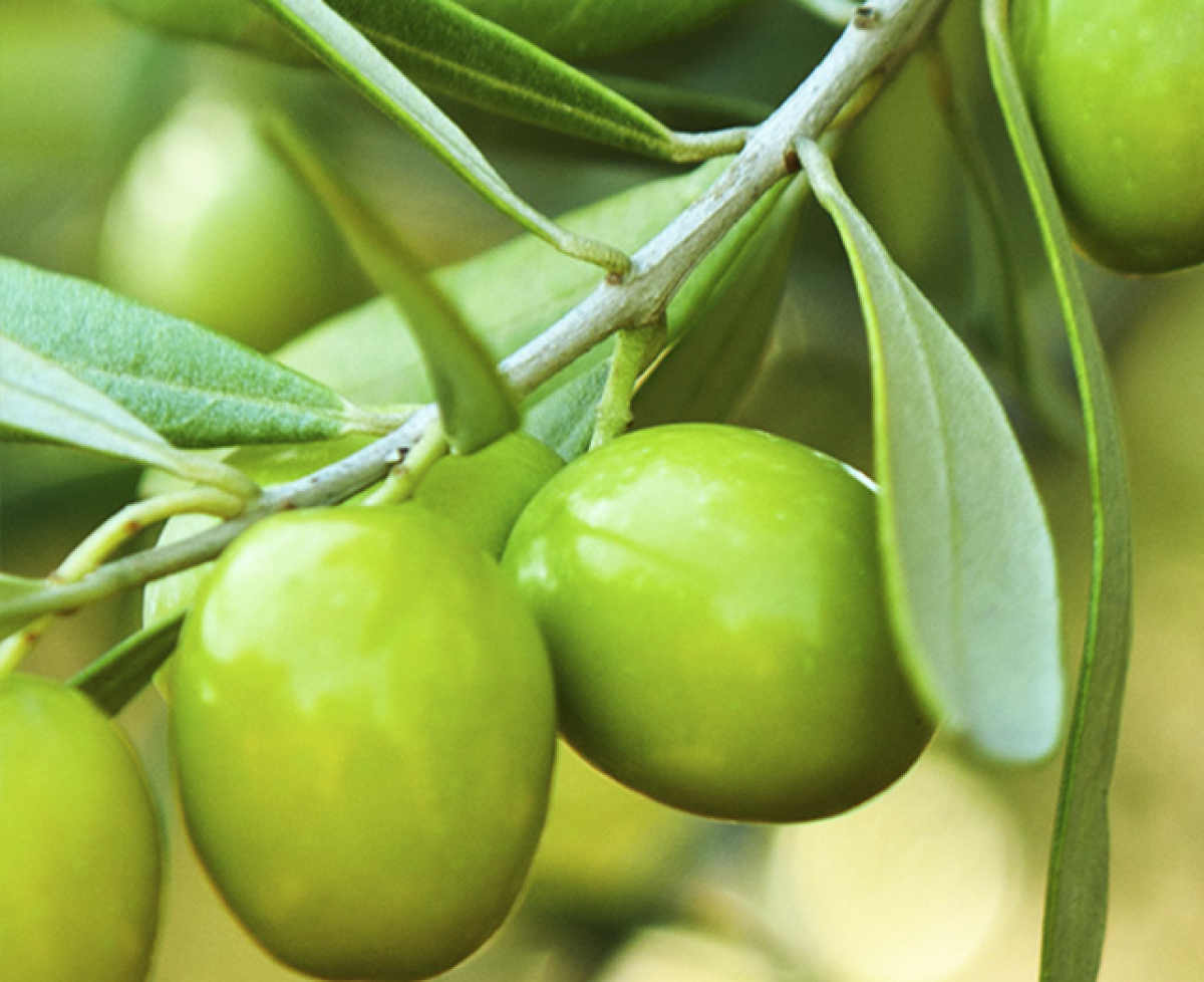 La maturazione delle olive in ragione dell’altitudine e della vicinanza al mare