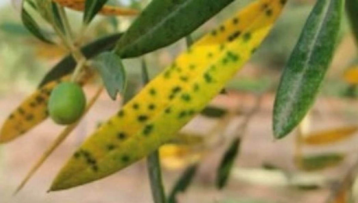 Un nuovo virus che attacca l'olivo: Olive Leaf Mottling Virus