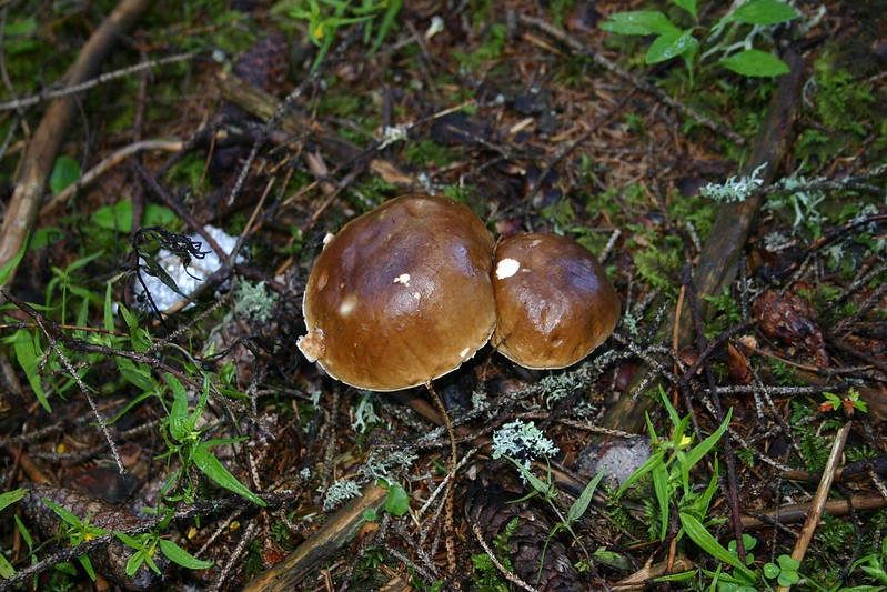 porcini come riconoscerli