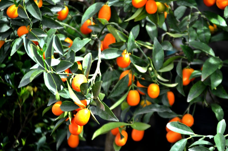 kumquat coltivazione