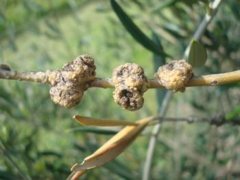 Photo by Elizabeth Fichtner, UCCE Farm Advisor, Tulare Co., CA